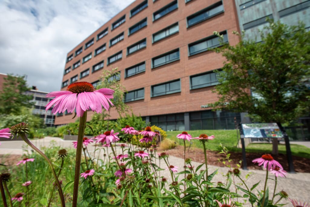 Medicinal Garden outside the School of Pharmacy on July 10, 2023. (Sean Flynn/UConn Photo)